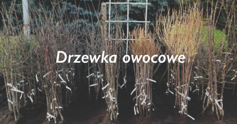 Drzewka owocowe