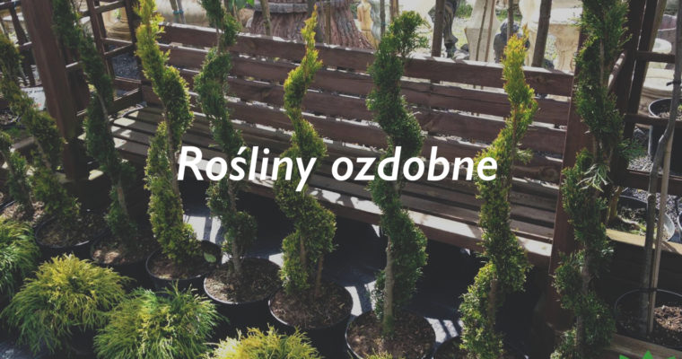 Rośliny ozdobne