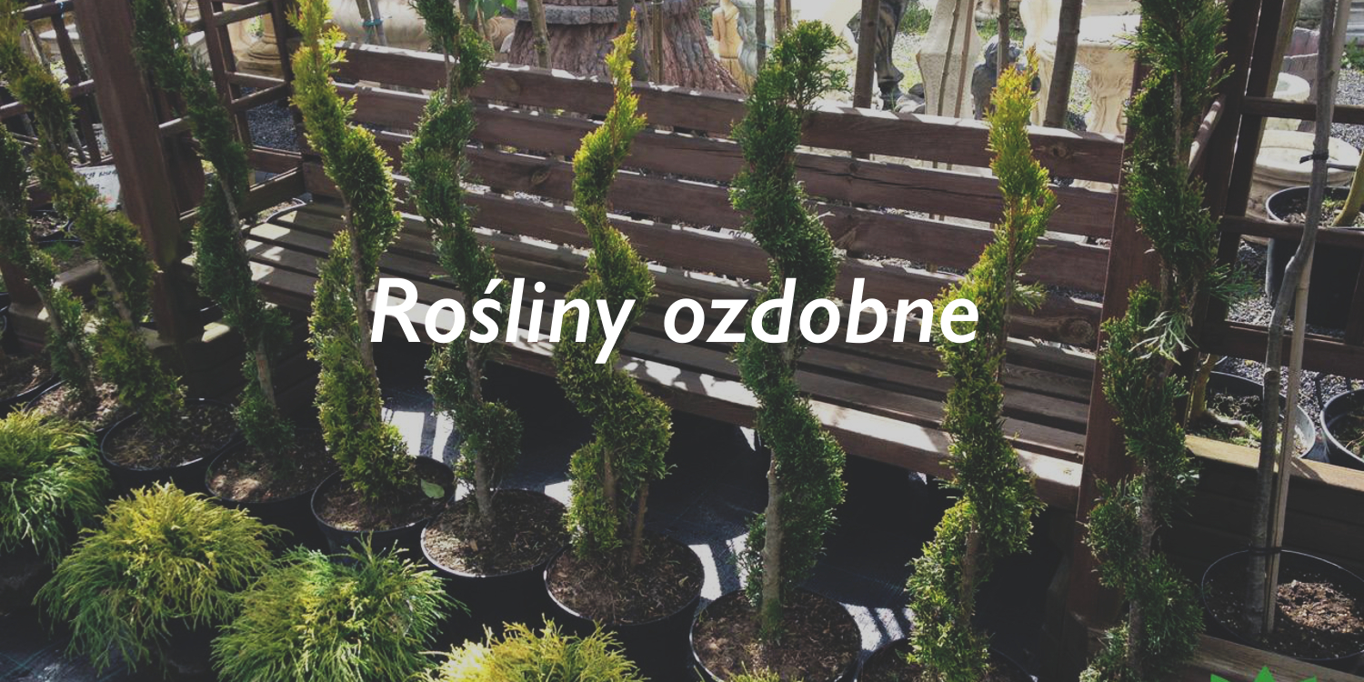 Rośliny ozdobne